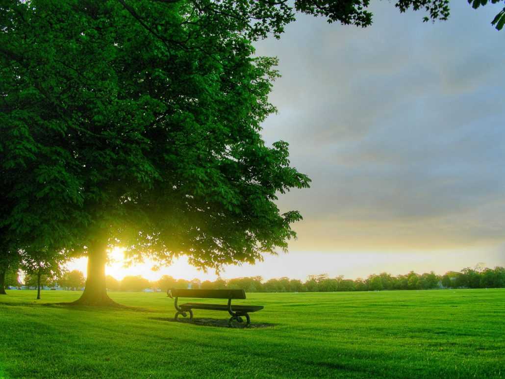 11-TREE-Main-Header-BIG